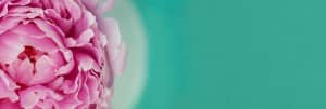 Mothers Day   Pink Rose Mother's Day Website Banner Graphics