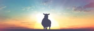 The Lost Sheep Christian Website Banner