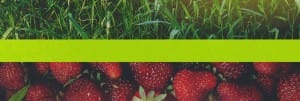 New Life Spring Strawberry Church Website Banner