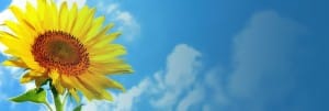 Sunflower Website Banner