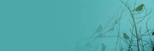 Birds Website Banner