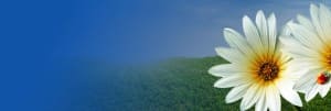 Daisy Website Banner