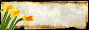 Yellow Flowers Website Banner