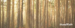 Serene Woods Triple Wide Worship Video Loop