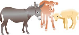 Nativity Stable Animals