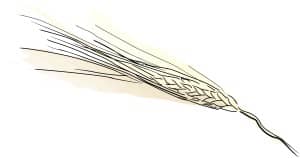 Single Wheat Stalk