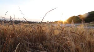 Setting Sun and Shoreline of Dry Brush Ministry Stock Photo