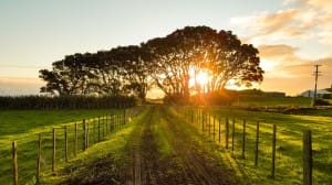 Sunset Through the Trees Religious Stock Photo