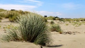 Sandy Landscape Ministry Stock Photo