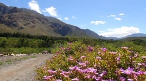 Trail of Blossoms and Mountain Landscape Ministry Stock Photo