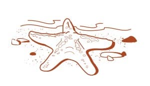Starfish on the Seashore