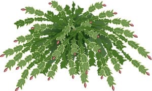 Christmas Cactus Plant