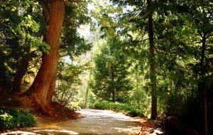 Forest Path Faith Stock Photos