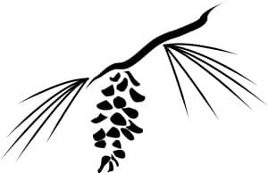 Pine Cone and needles Woodcut