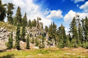 Pine Tree Christian Stock Photo