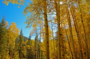 Tall Trees Ministry Stock Photo