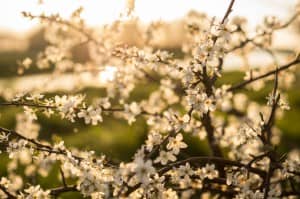 Cherry Blossoms in Bloom Ministry Stock Photo