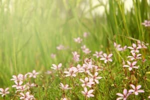 Spring flowers Christian Stock Photo