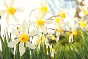 Flower in the Field Christian Stock Photo