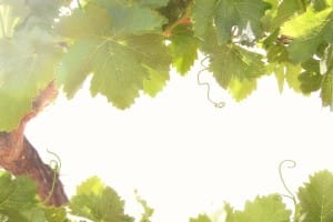 Grapevines Christian Stock Images