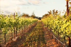 Vineyard Religious Stock Photos
