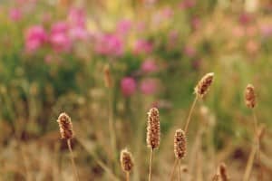 Field of Grass Christian Stock Images