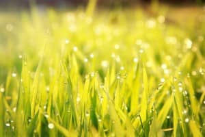 Green Grass Christian Stock Photo