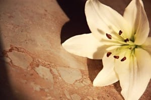 White Flower Christian Stock Image