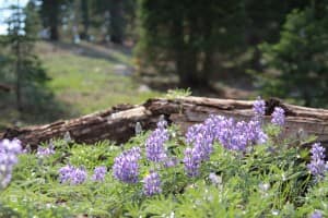 Forest Lilacs Christian Stock Image