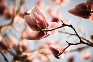 Blossom Religious Stock Photo