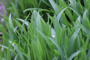 Greenest Grass Ministry Stock Photo