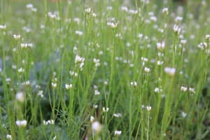 Green Field with White Flowers Religious Stock Photo