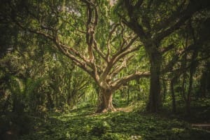 Ancient Tree of the Forest Ministry Stock Photo
