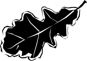 Black and White Oak Leaf