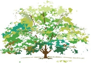 Summer Foliage Maple Tree