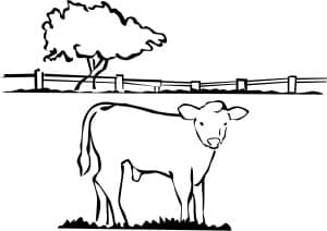Fatted Calf in Black and White
