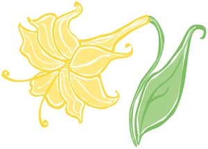 Bodacious Yellow Easter Lily