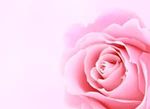 Beautiful Flower Religious Stock Images