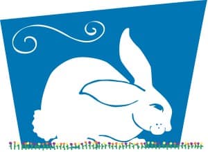 Cute Bunny rabbit