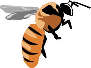Yellow Jacket Bee