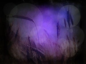 Parable of the Sower Background