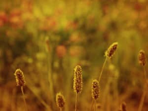 Fall Flowers Worship Backgrounds