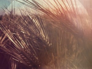 Wheat background