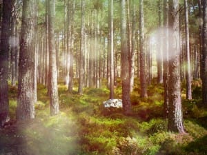 Summer Woodland Scene Ministry Stock Image