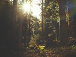 Easter Sunday Forest Church Worship Background