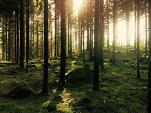 Twilight in the Forest Ministry Stock Photo