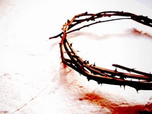 Crown of Thorns in Color