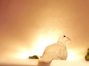 Perched Dove with Rays of Light