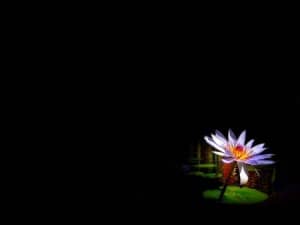 Single Purple Daisy Photo Background