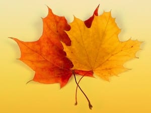 Maple Leaves Church Background Image